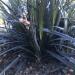 Trave: Ophiopogon planiscapus Nigrescens - crna ukrasna trava , slika2